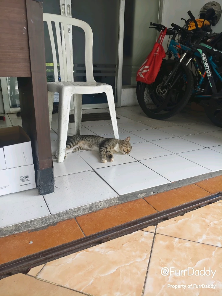 GIF pujat per asu dahlah