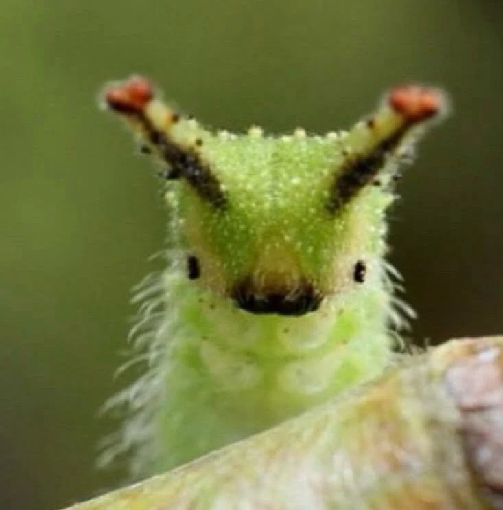 GIF hochgeladen von Vikor