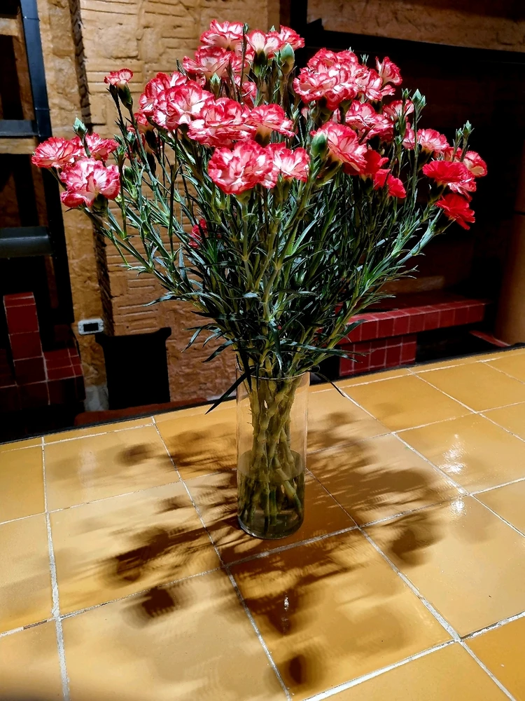 Image uploaded by Zia_