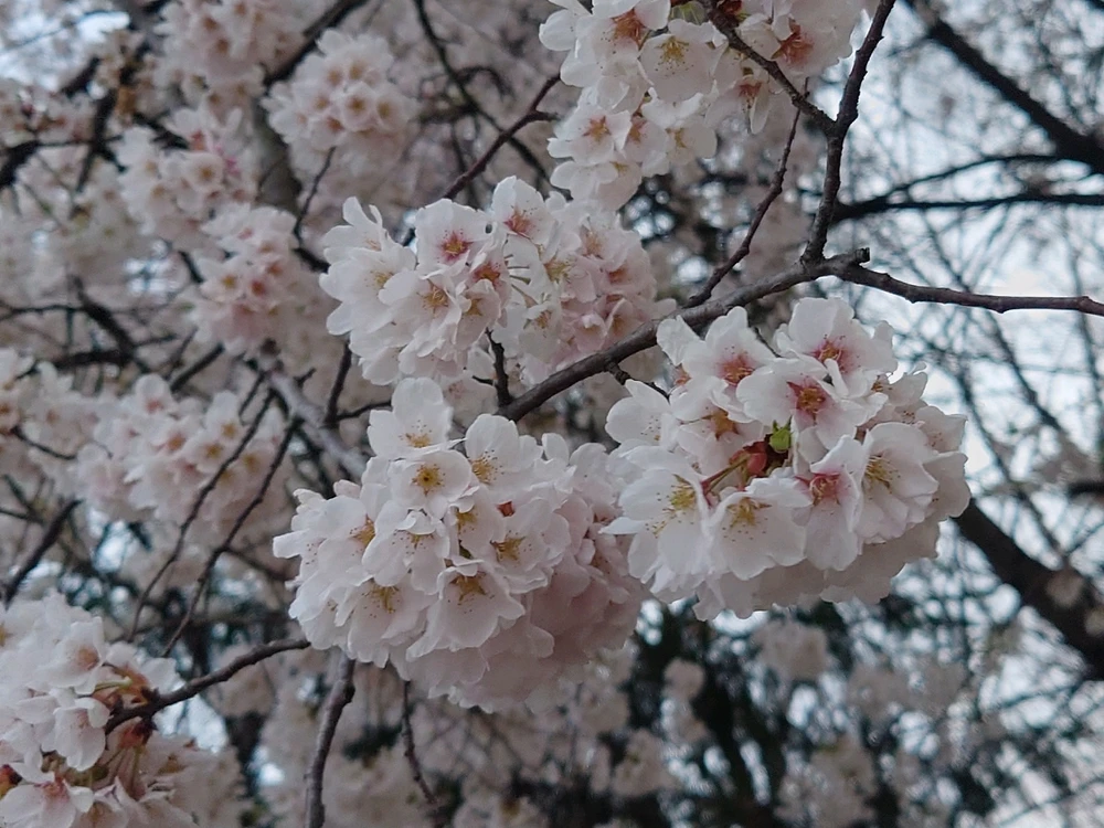 Image uploaded by Gainer