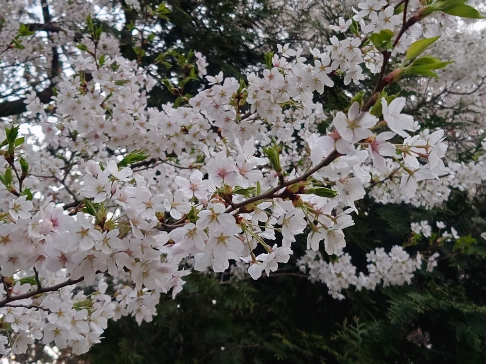 Image uploaded by Gainer