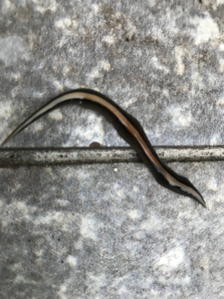 GIF enviado por Kinha