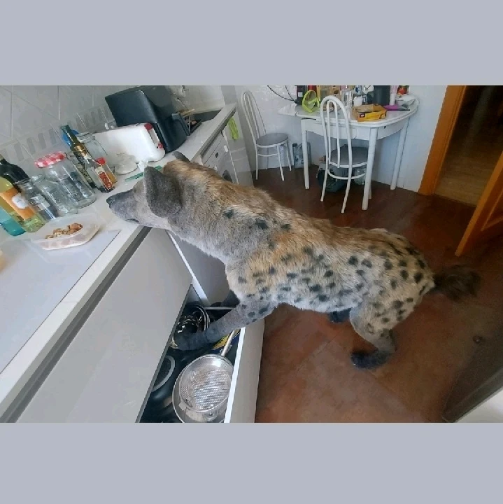 Image uploaded by Mermi