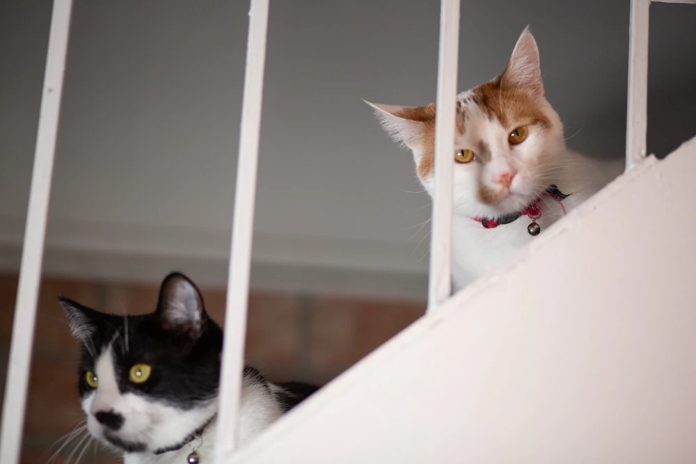 Cats on the stairs looking at you