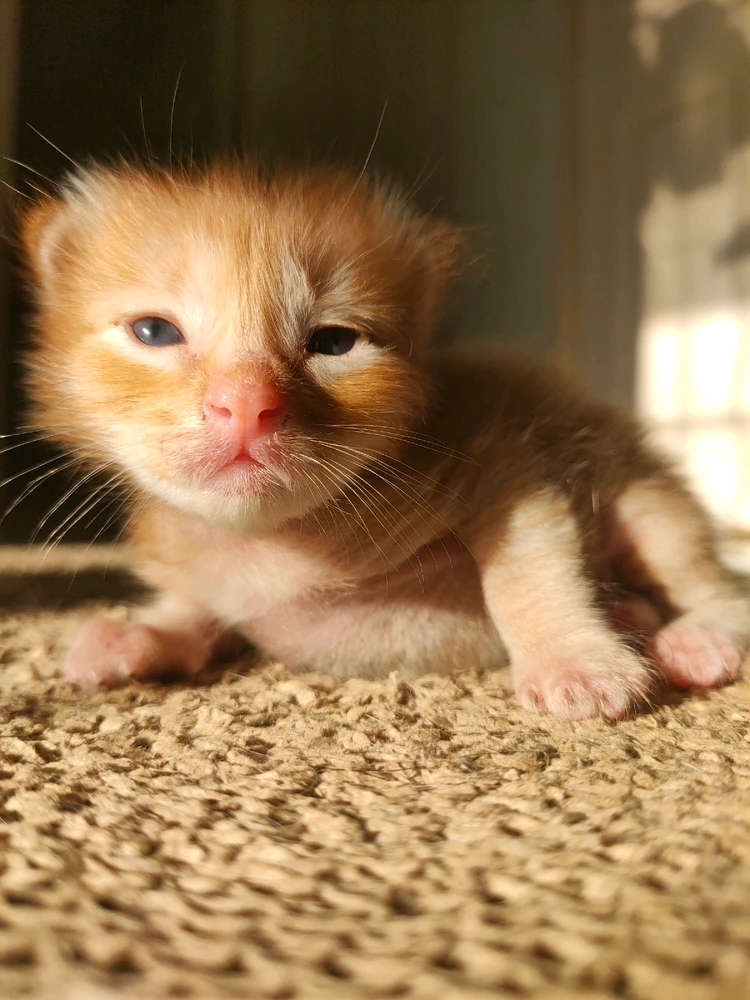 Image uploaded by Jellyfish