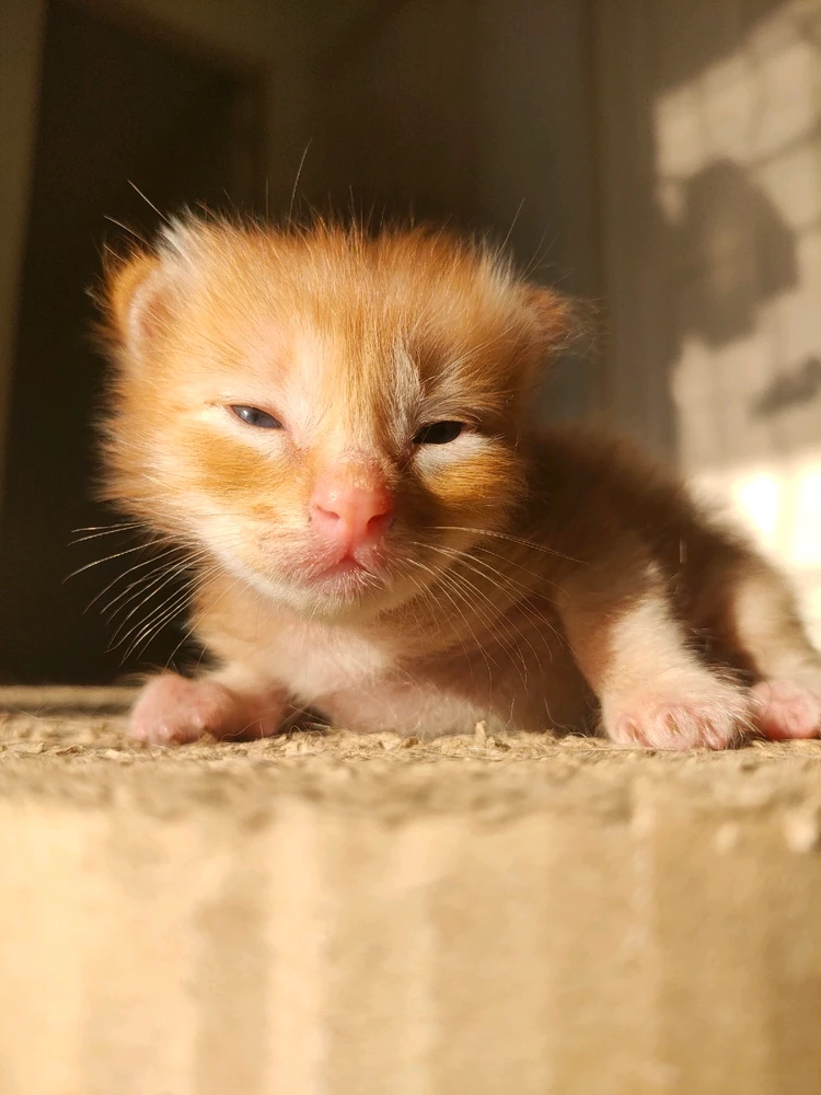 Image uploaded by Jellyfish