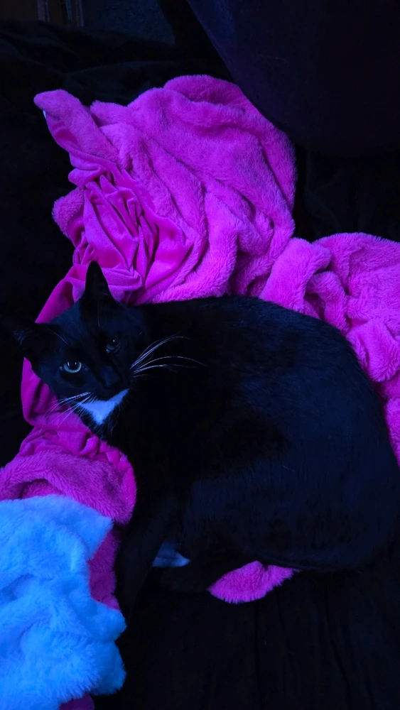 Odin - brother to Loki (2/3 of their litter)

Actually the more devious of the two 🤨