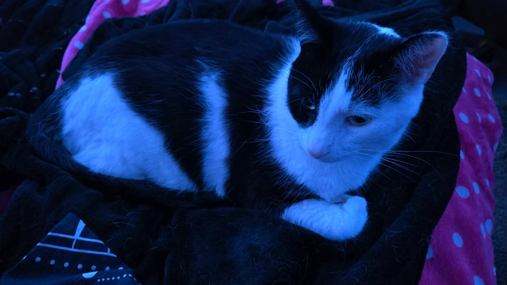 Loki - brother to Odin (2/3 from their litter) 

He's hiding his extra thumbs from view 🙂‍↔️