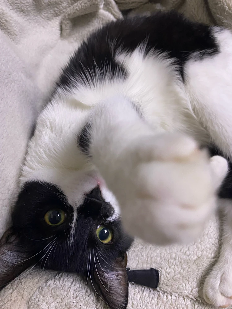 Image uploaded by FoXx