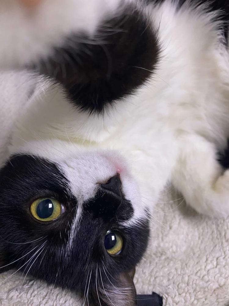 Image uploaded by FoXx