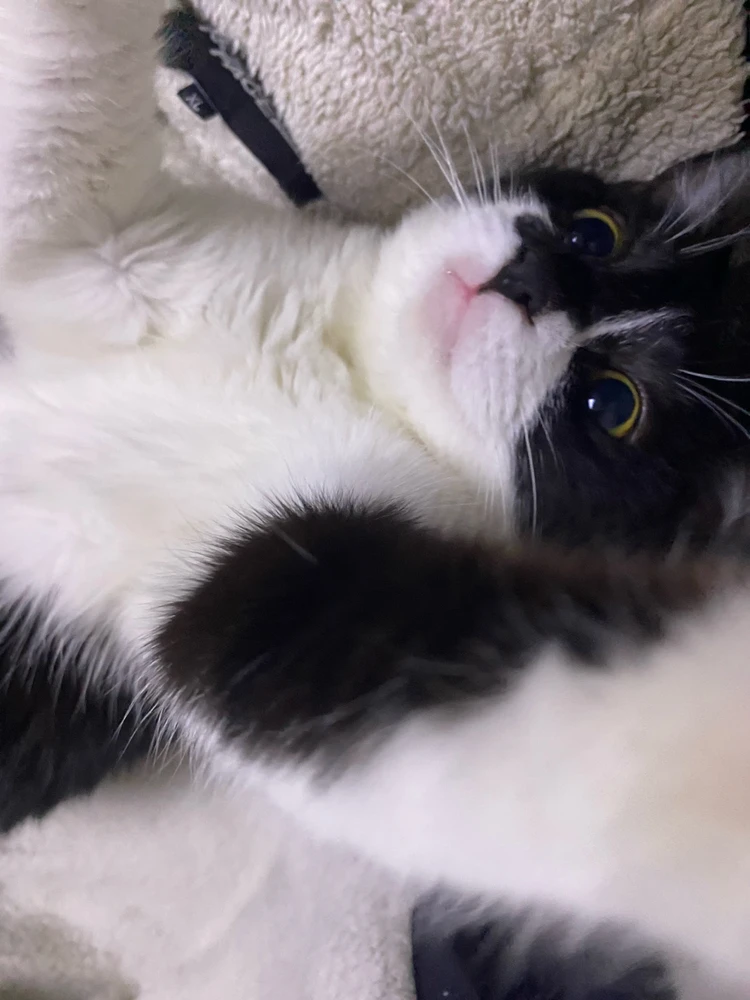 Image uploaded by FoXx