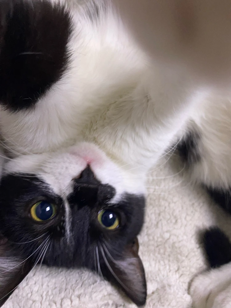 Image uploaded by FoXx