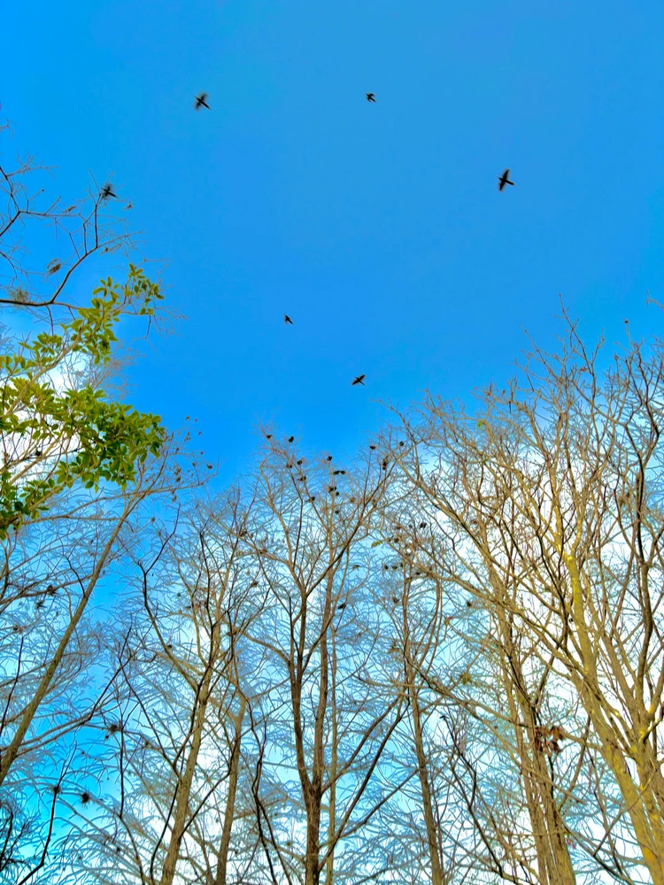 I-upload ni Lara ang larawan