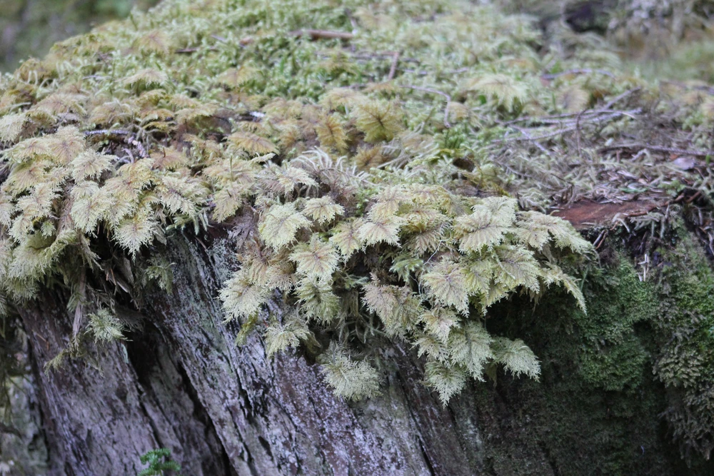 Image uploaded by Eva