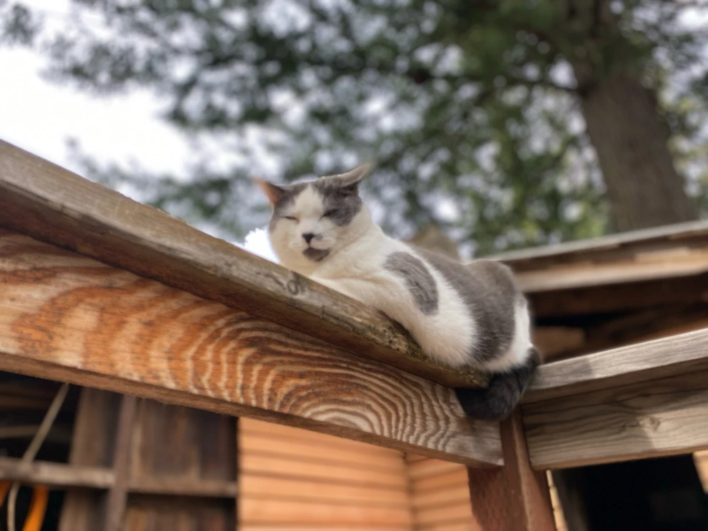 GIF uploaded by Skwyrl