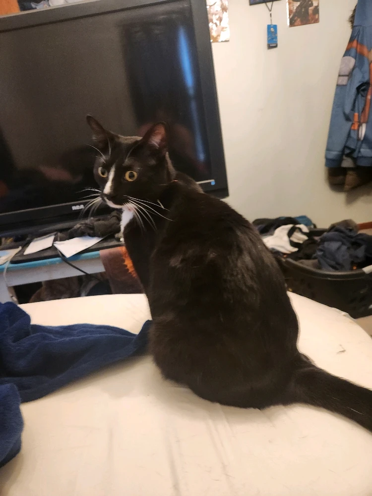 GIF uploaded by Jesse Tyler Brown