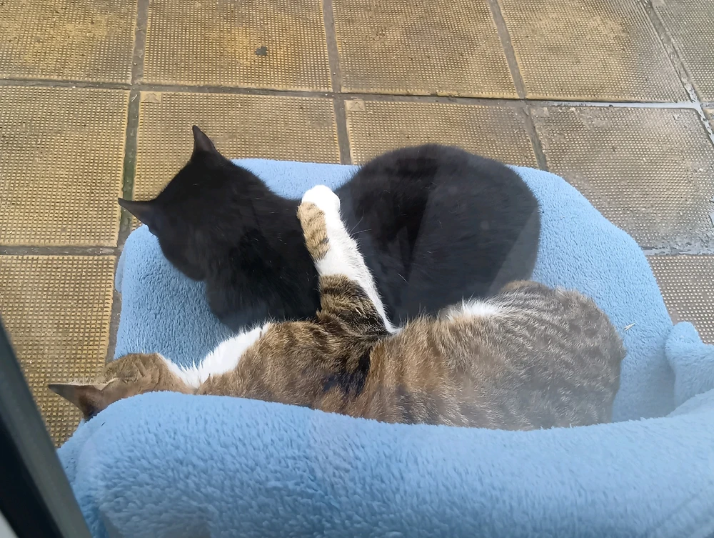 Elizabeth님이 올린 GIF