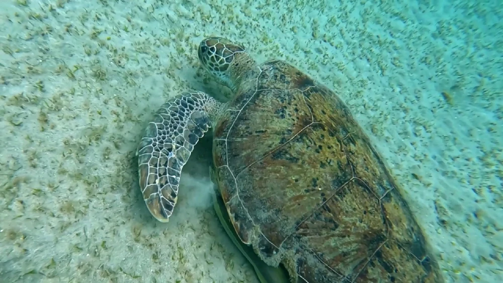 Image uploaded by Ahmed