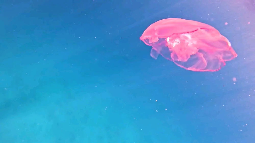 Image uploaded by Ahmed