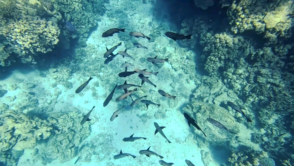 Image uploaded by Ahmed