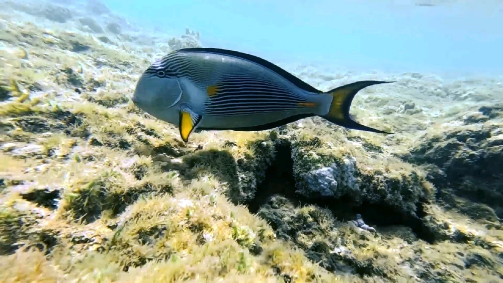 Image uploaded by Ahmed