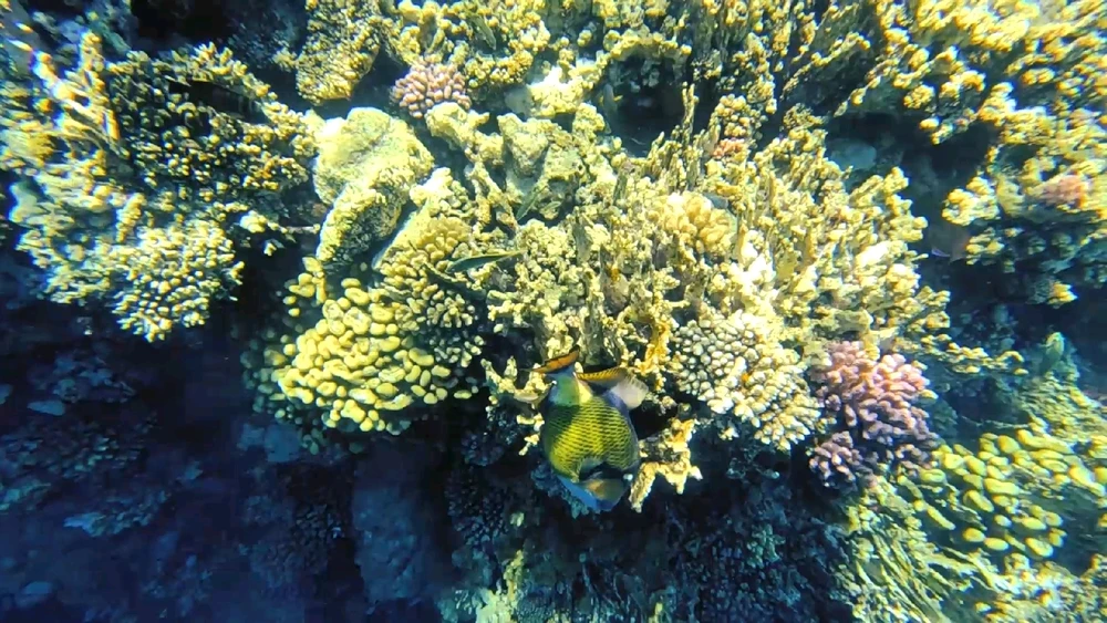 Image uploaded by Ahmed