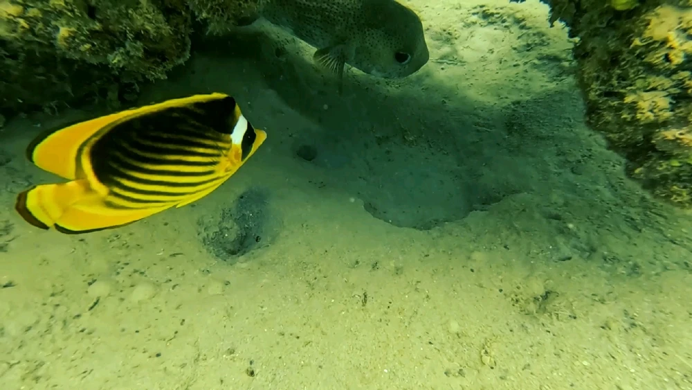 Image uploaded by Ahmed