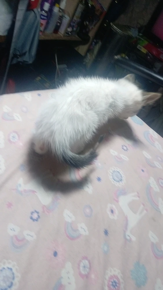 GIF subido por Crisalis