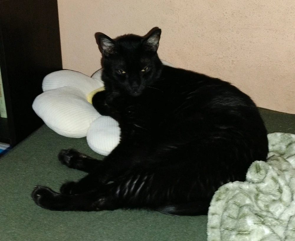 Black cat laying on a white flower pillow.
