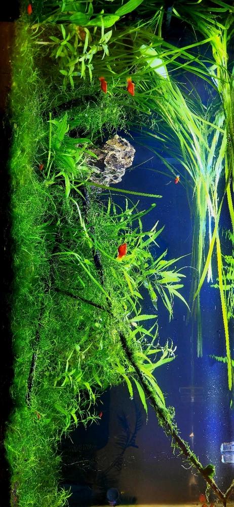 GIF uploaded by Max Drew / Raman