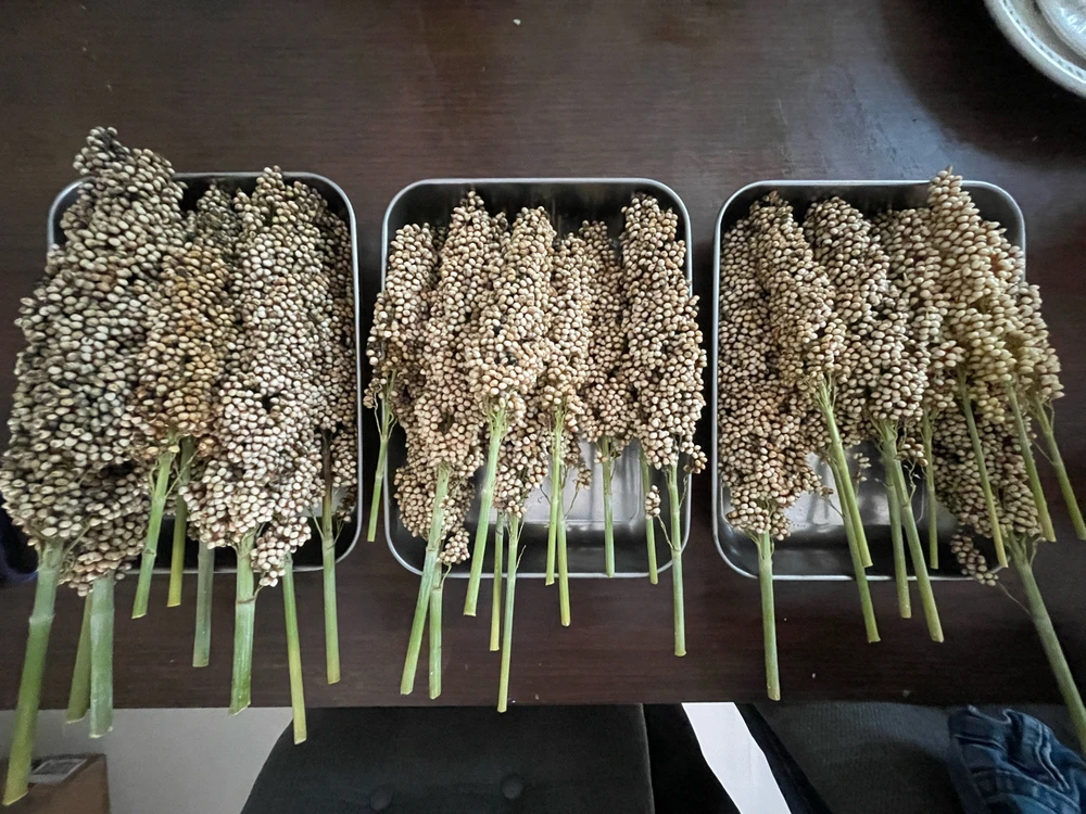 sorghum