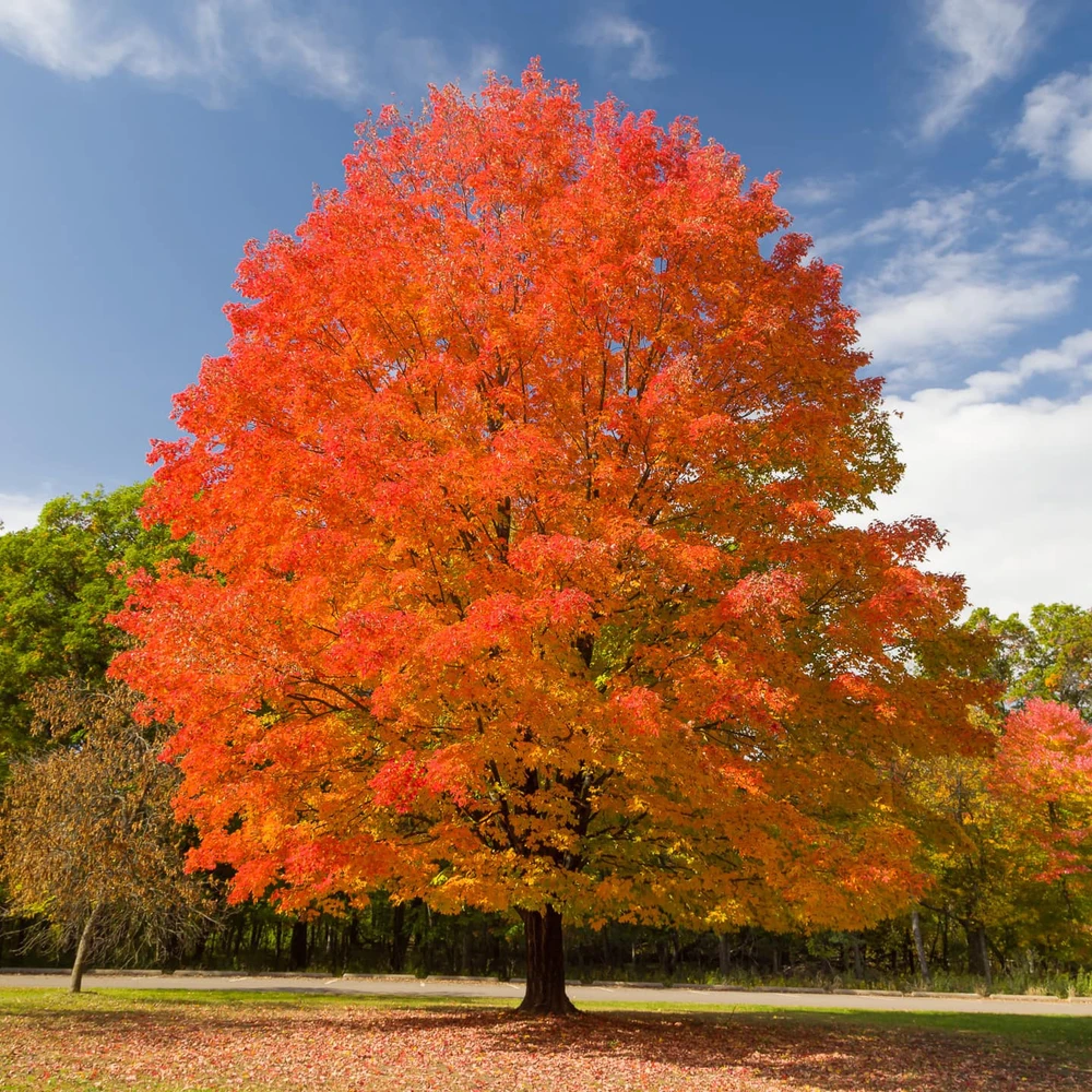 MAPLE TREE