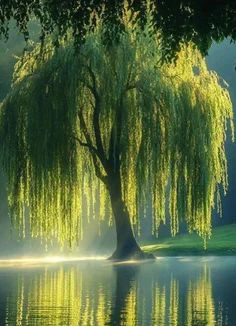 WILLOW TREE