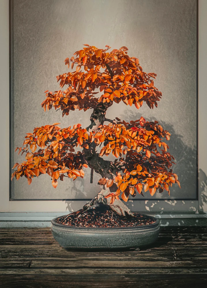 BONSAI TREE