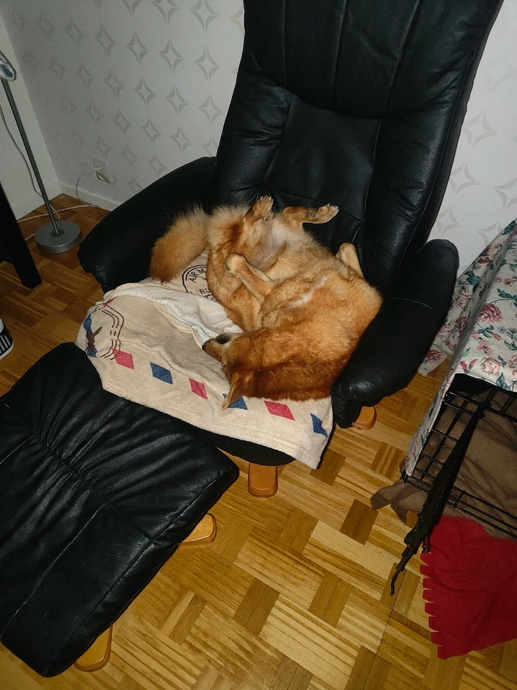 GIF uppladdad av Fredrik