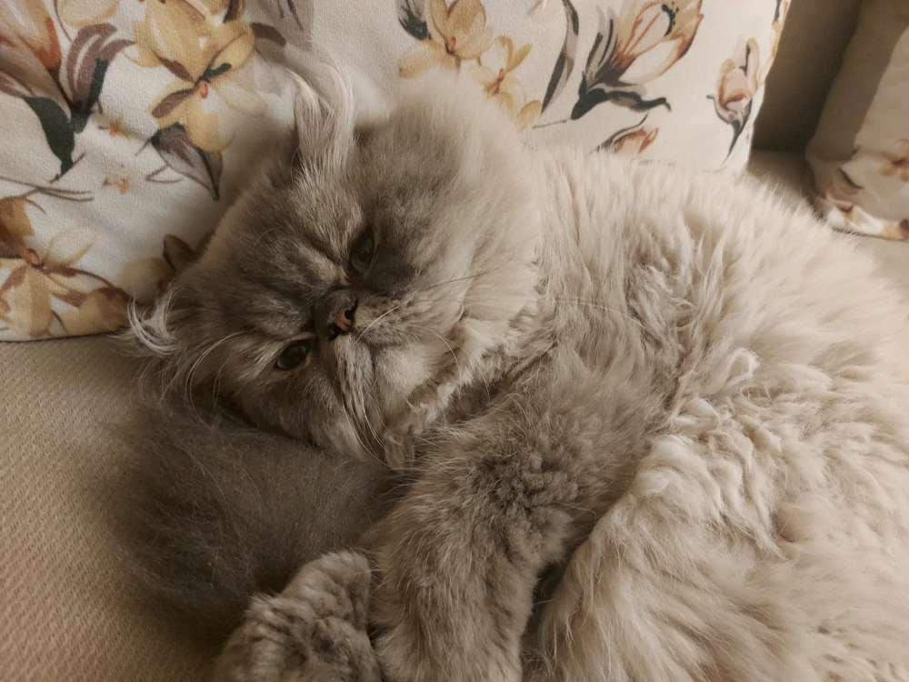 GIF uploaded by REINKAΩS