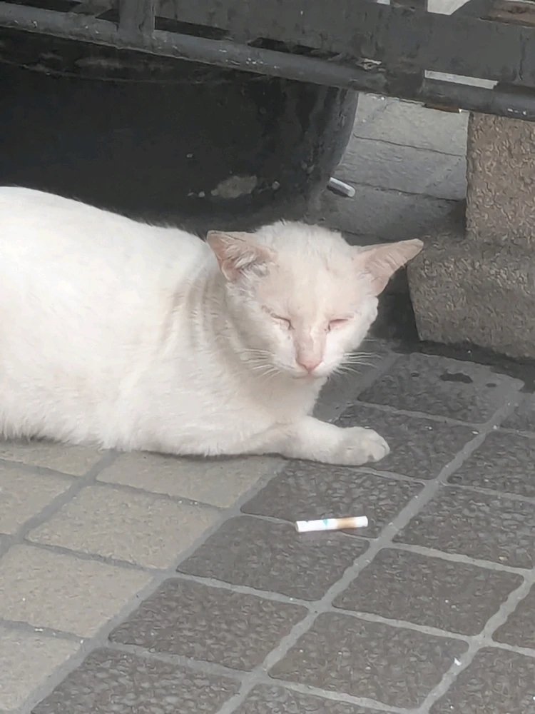 Duab xa los ntawm kalei