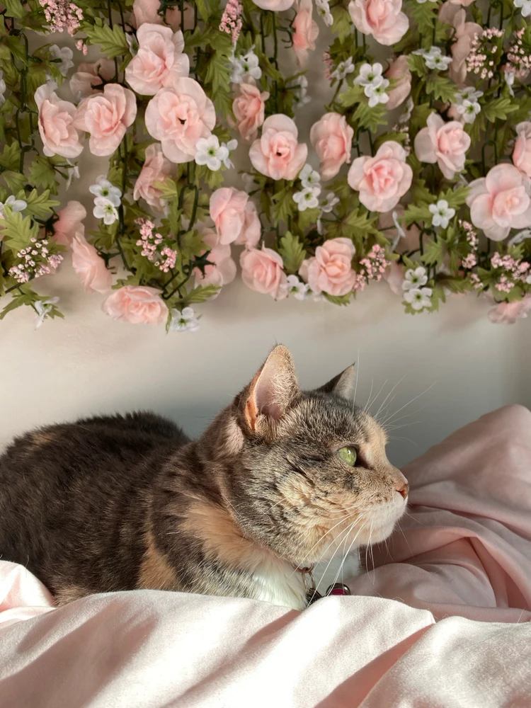 GIF uploaded by Chloe