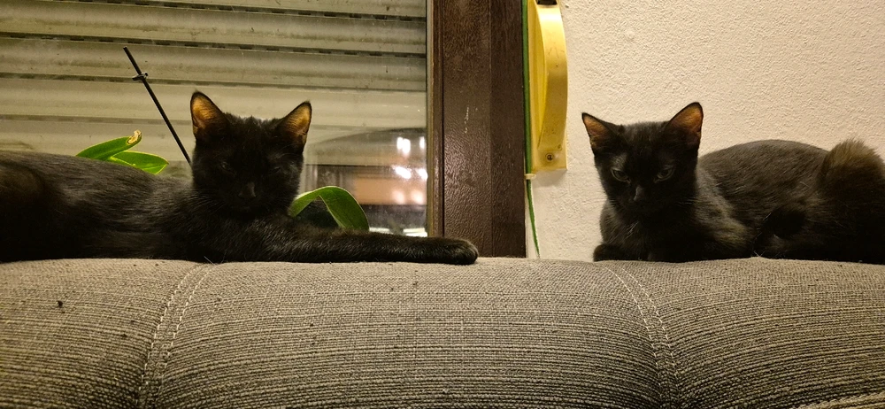 GIF hochgeladen von Elli