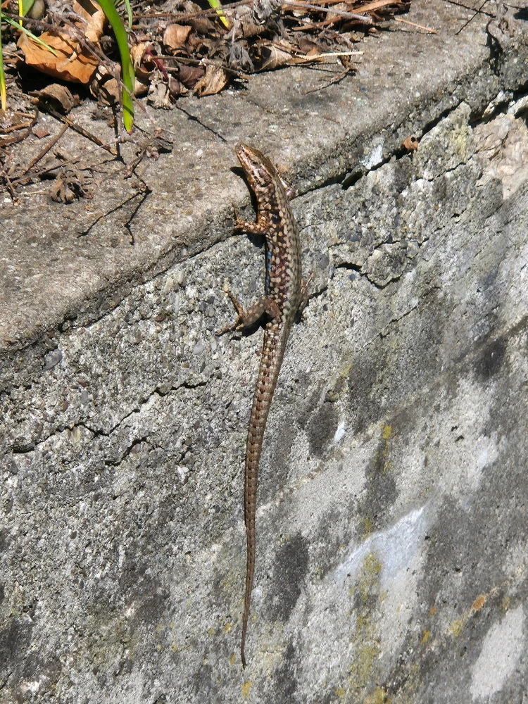 GIF hochgeladen von Elasmosaurus