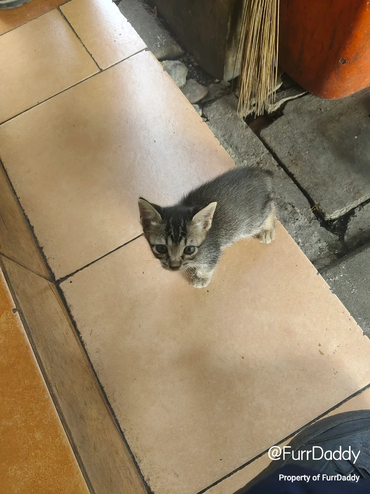 GIF uploaded by asu dahlah