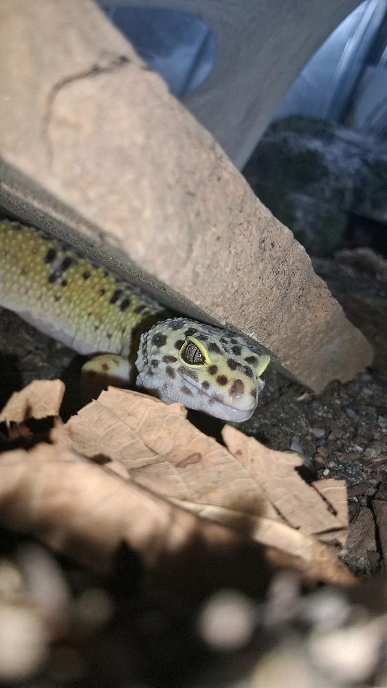 GIF uploaded by Skye