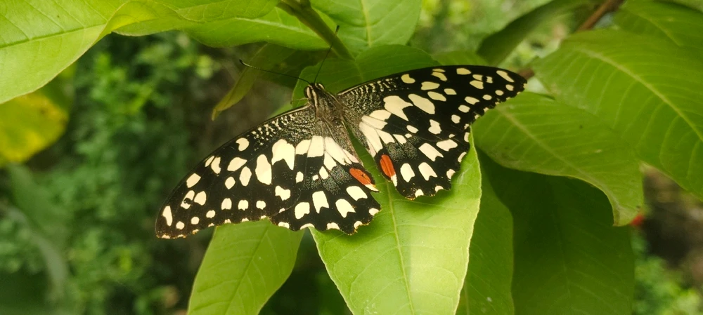 Image uploaded by Shubham Maverick