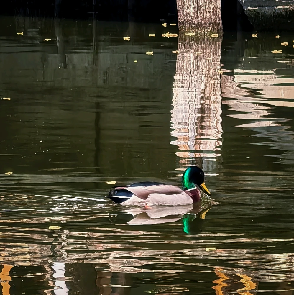 GIF încărcat de Alex