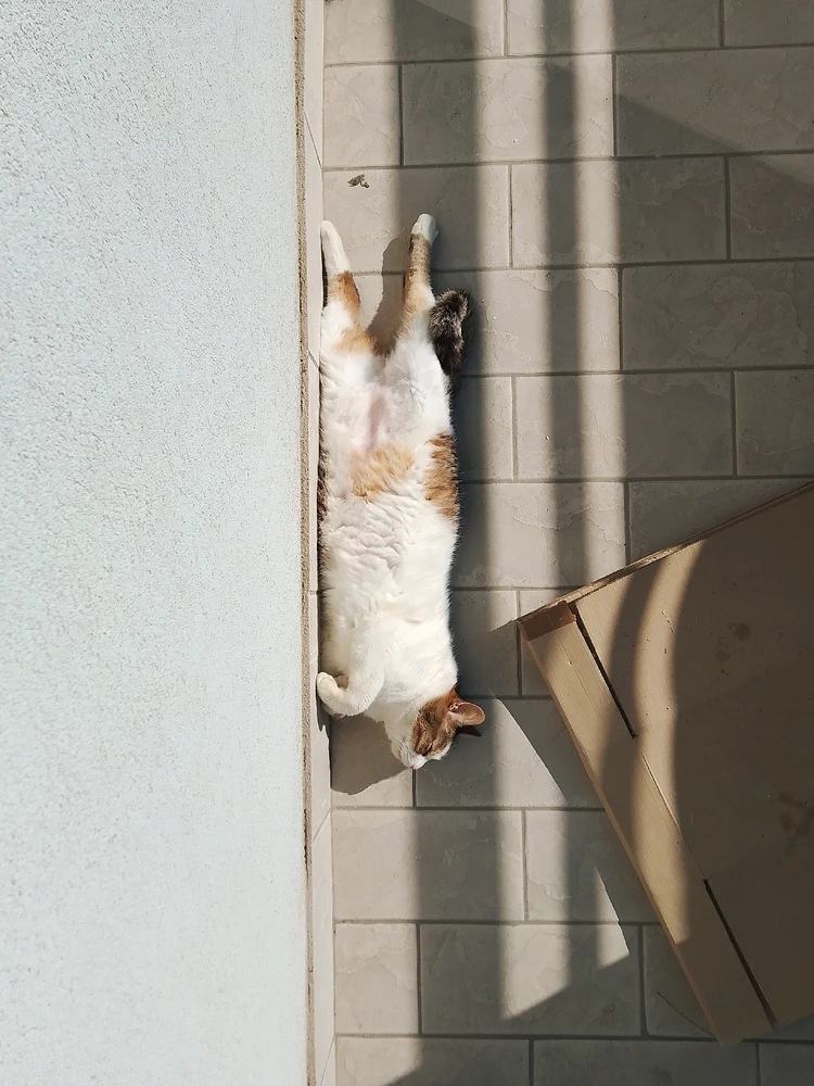 GIF üles laaditud kasutajalt Mr Nice