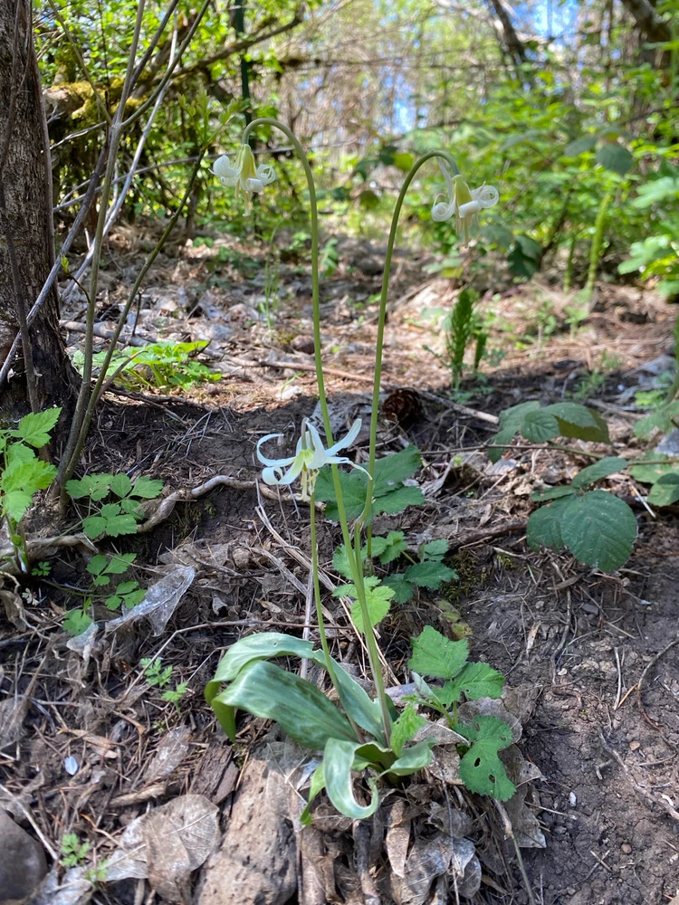 Image uploaded by Skwyrl