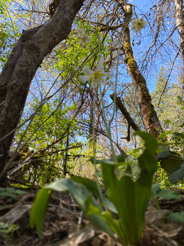 Image uploaded by Skwyrl