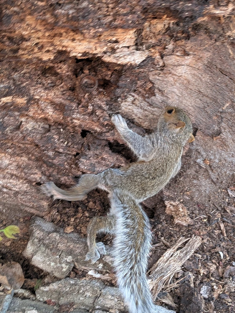 GIF uploaded by Quay Whitehurst
