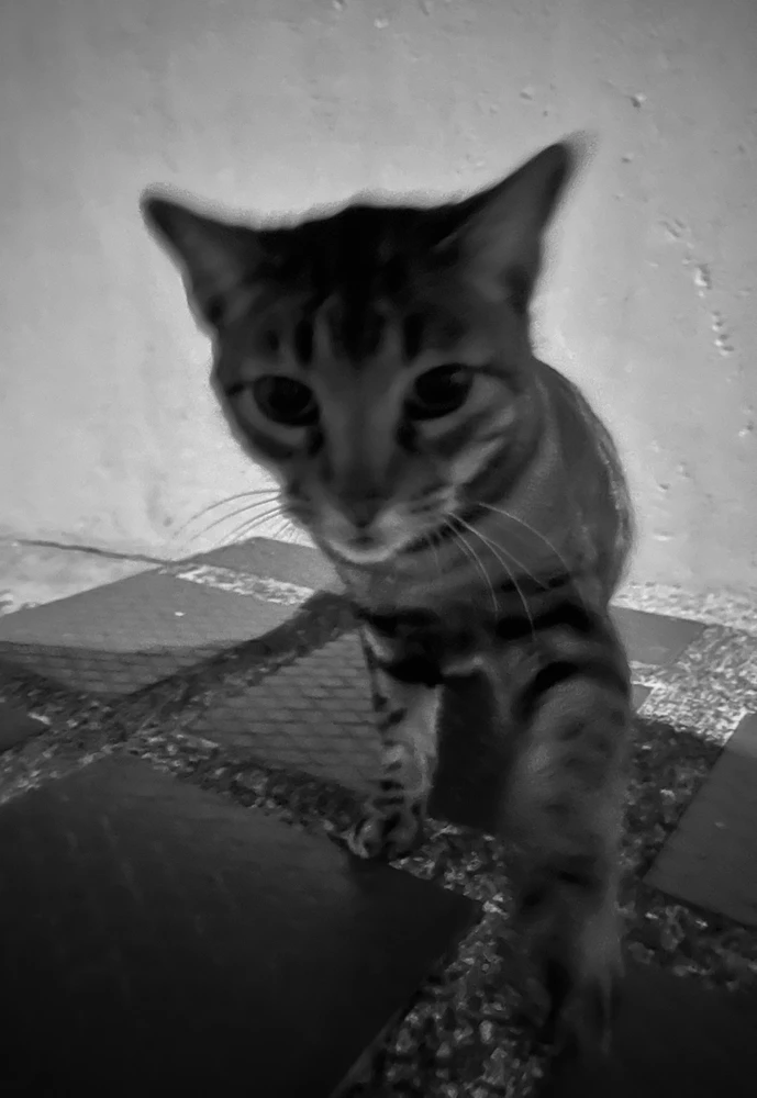 GIF subido por Adrián