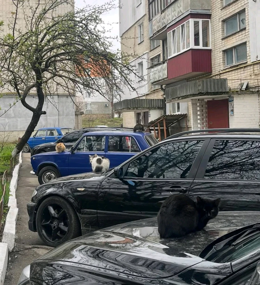 Гіфку завантажив Black Mirror (⁠◔⁠‿⁠◔⁠)